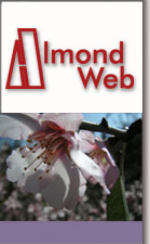 AlmondWeb Logo